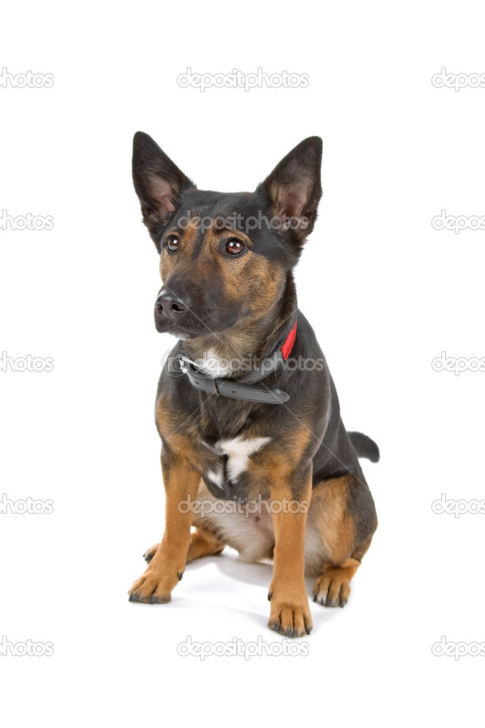 Mixed breed short-leg shepherd dog