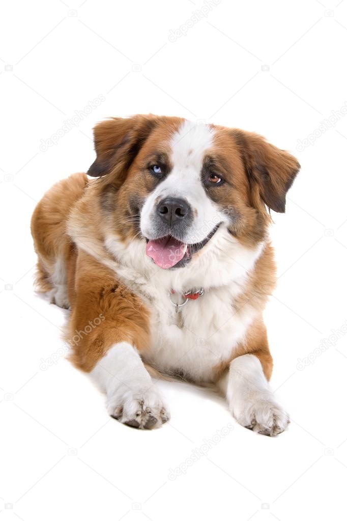 German Shepherd Saint Aussie St Bernard Mix St Bernard Golden