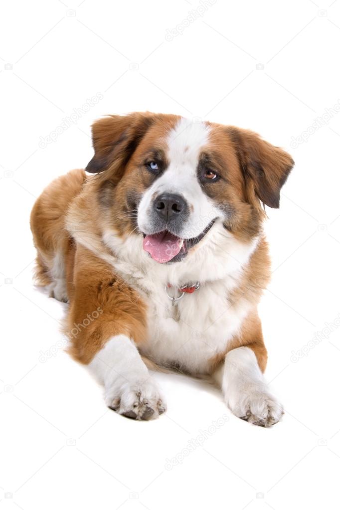 Mixed breed saint bernard dog
