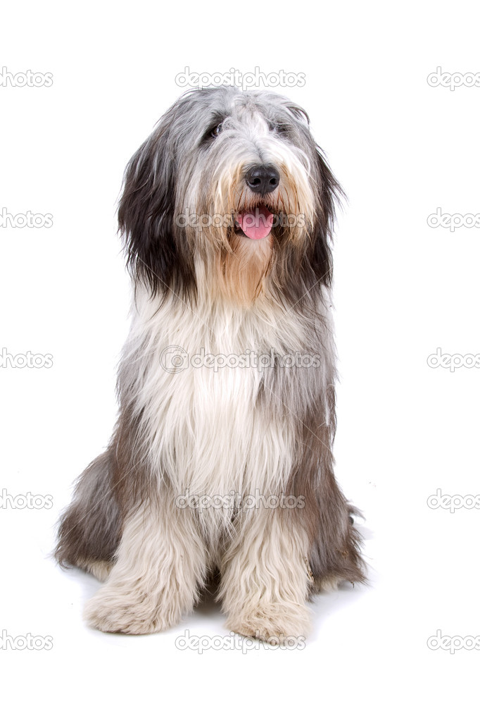 Bearded collie also known as Highland collie