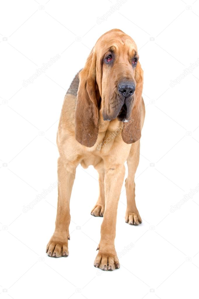 セント・ヒューバート・ジュラ・ハウンド St. Hubert Jura Hound JapaneseClass.jp