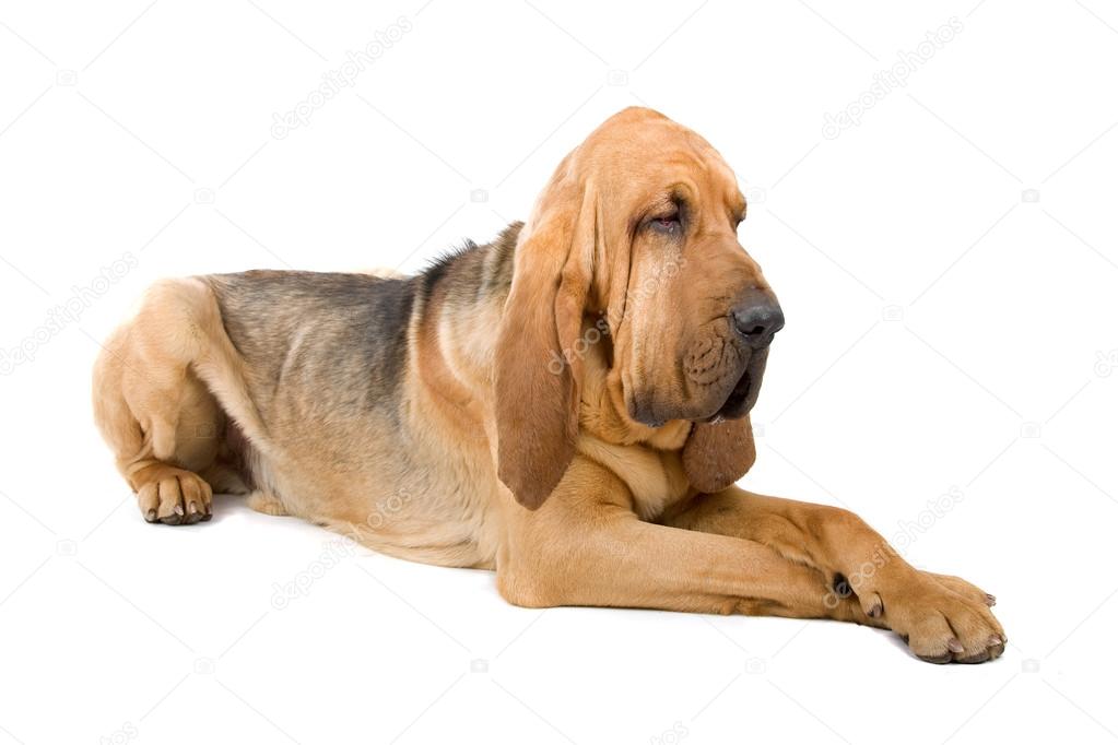 Bloodhound, also known as St. Hubert hound and Sleuth Hound