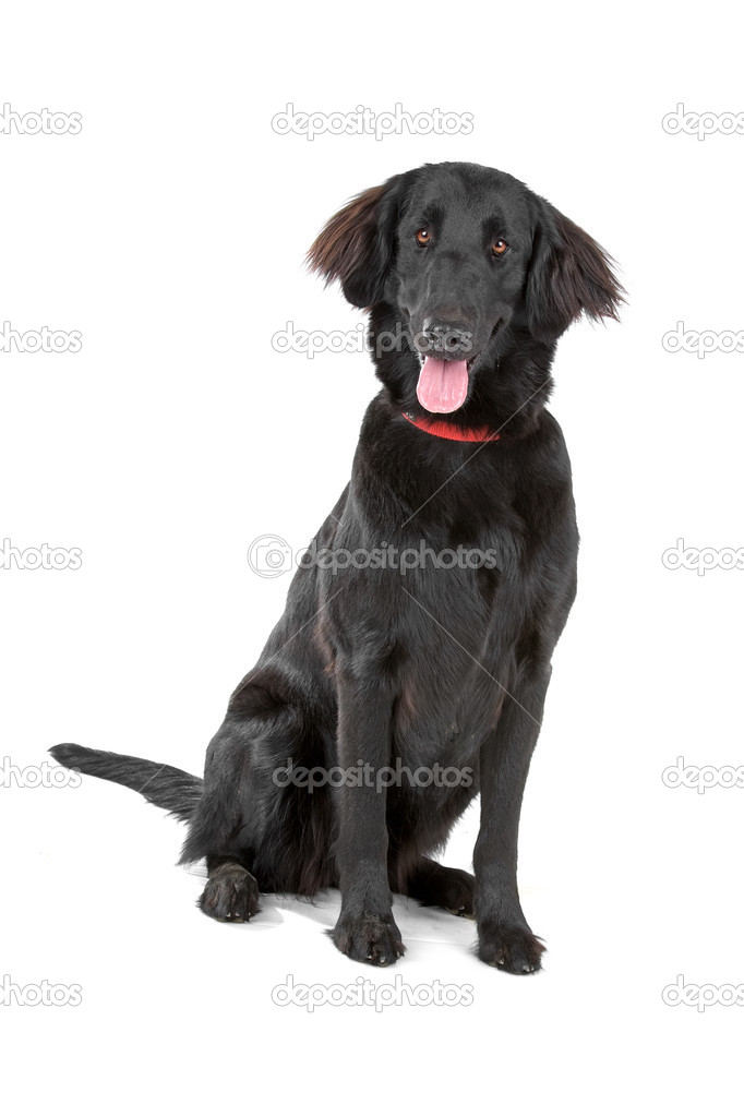 Black flat coated retriever Stock Photo by eriklam 12879752