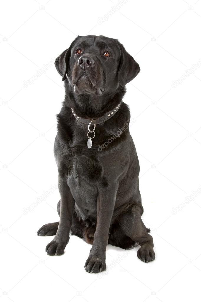 Black labrador dog