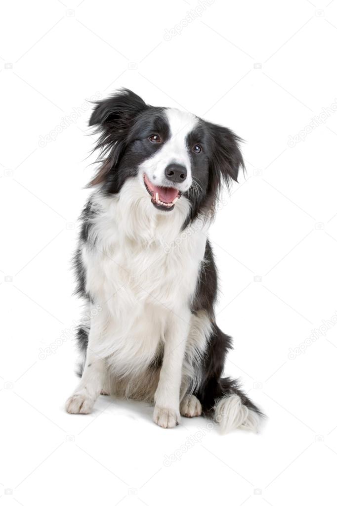 Black And White Border Collie Dog Stock Photo Eriklam