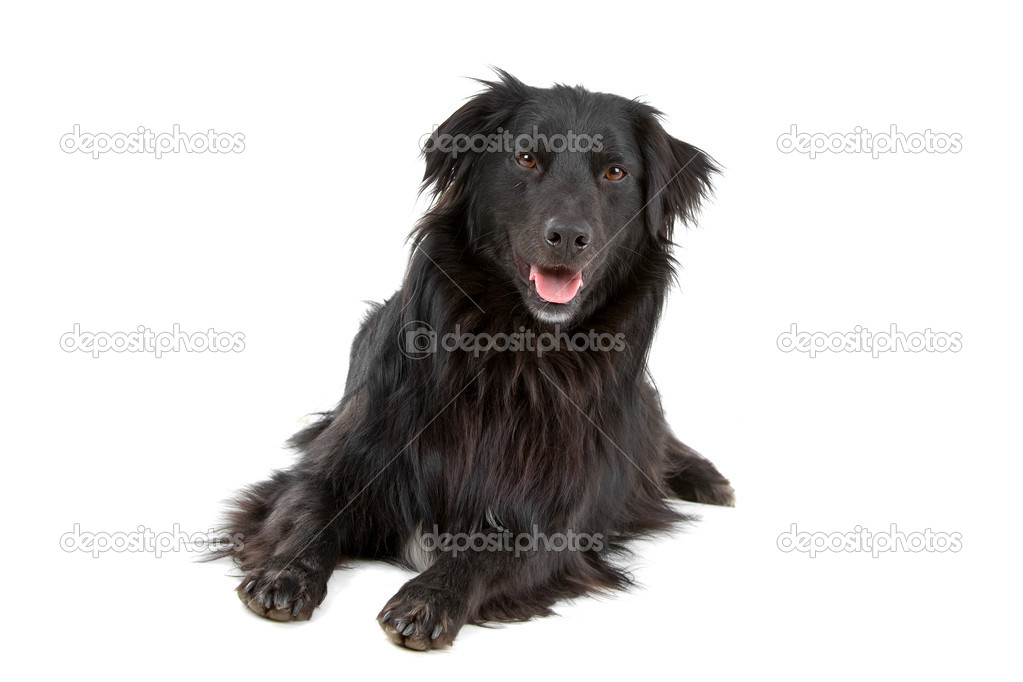 Black mixed breed border collie sheepdog