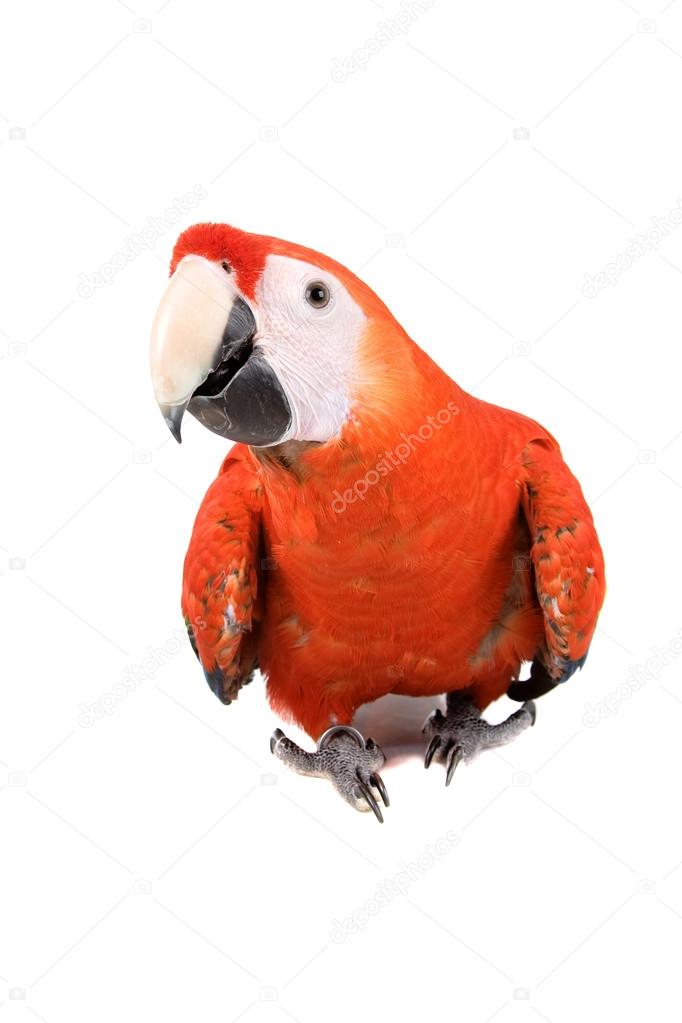 Venezuela Amazon parrot