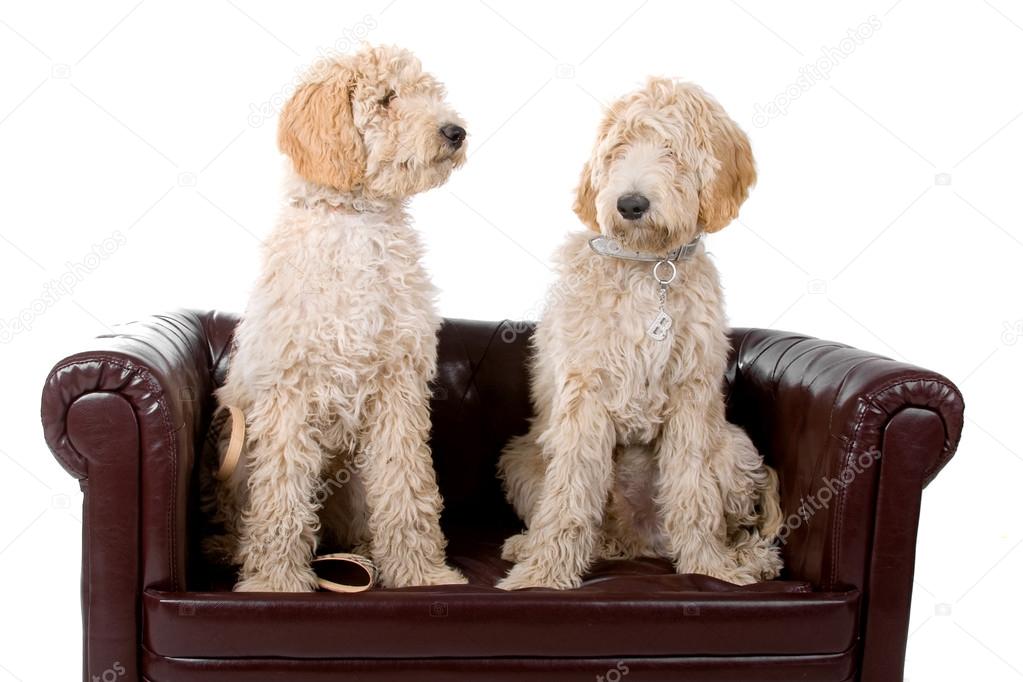 Two australian labradoodle dogs
