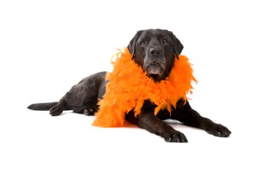 Siyah labrador av köpeği.