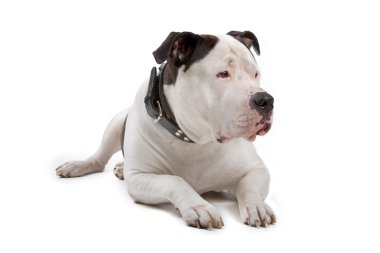 Amerikan bulldog yerde yatarken