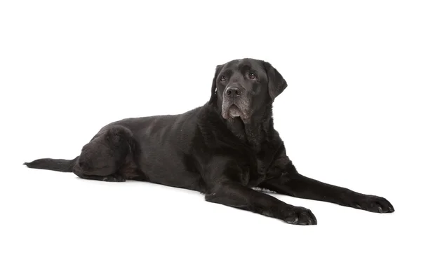 Siyah labrador av köpeği. — Stok fotoğraf