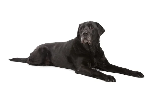 Zwarte labrador retriever hond — Stockfoto