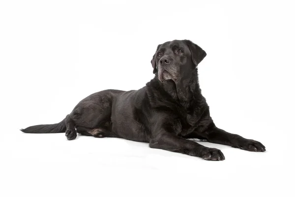 Perro labrador retriever negro — Foto de Stock