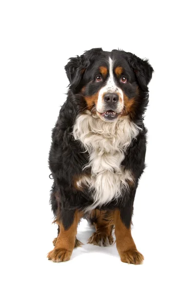 Бернская горная собака-сенненхунд — стоковое фото