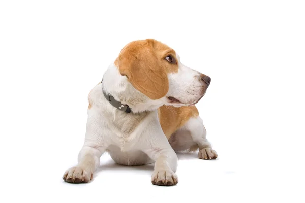 Twee kleuren beagle hond liggen op zoek in links — Stockfoto