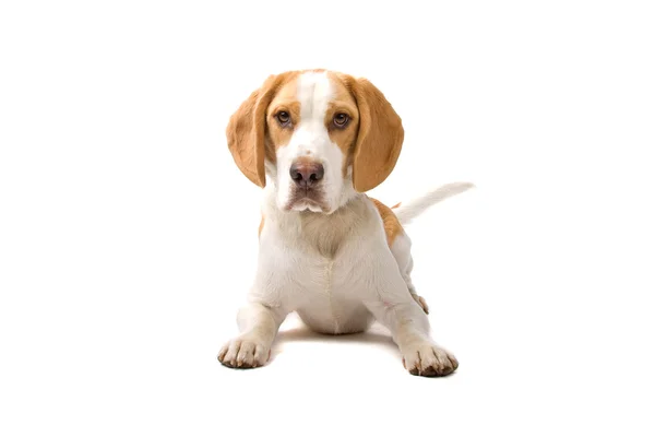 Duas cores cão beagle deitado olhando para a câmera — Fotografia de Stock