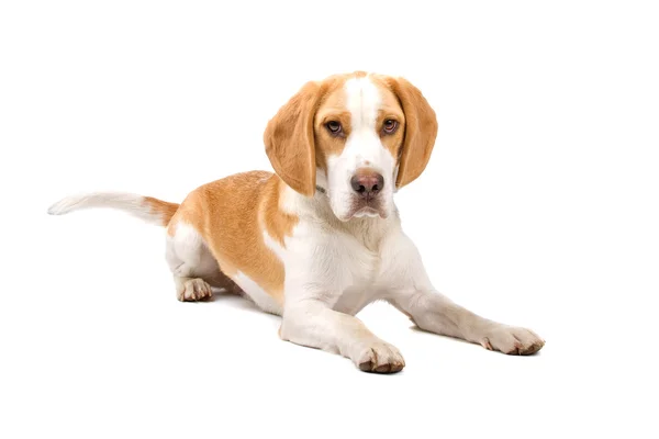 Twee kleuren beagle hond liggend kijken naar camera — Stockfoto