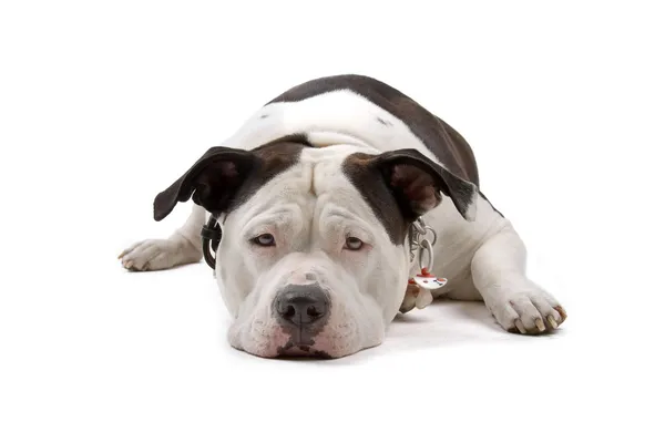 Triest Amerikaanse bulldog liggend op de vloer — Stockfoto