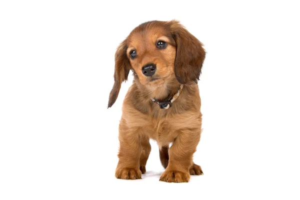 Filhote de cachorro dachshund padrão bonito — Fotografia de Stock