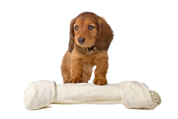 Cute standard dachshund puppy — Stock Photo, Image