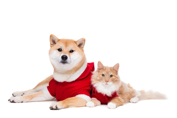 Hund und Katze — Stockfoto