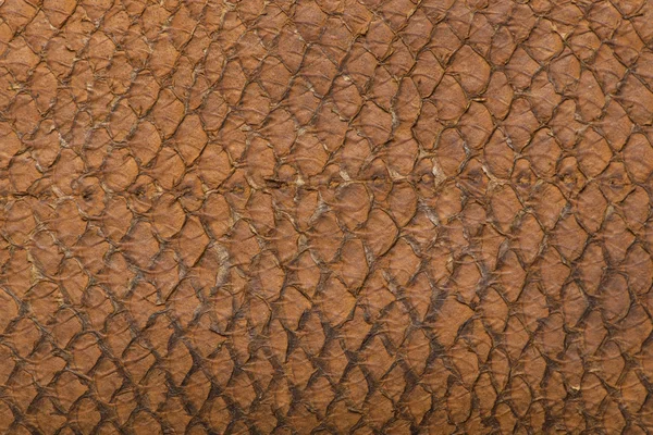 Makró a kígyó bőre — Stock Fotó