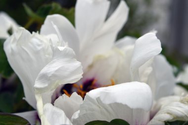 Paeonia suffruticosa