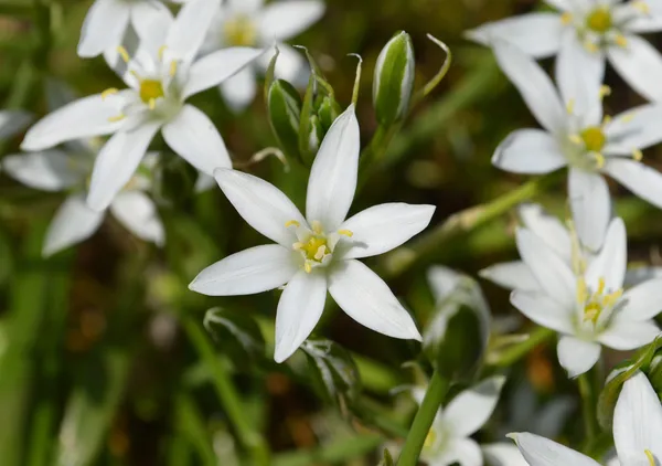 Ipheion uniflorum — Photo