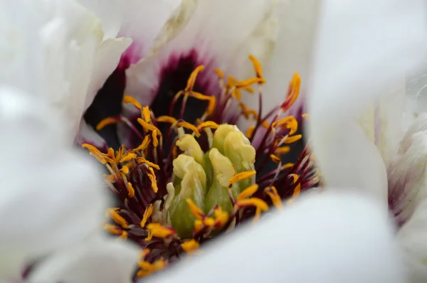 Paeonia suffruticosa — Stock Fotó