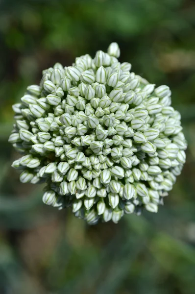 Des oignons fleuris. Gros plan vue du dessus — Photo