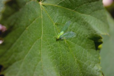 Lacewing böcek bir üzüm yaprağı üzerinde