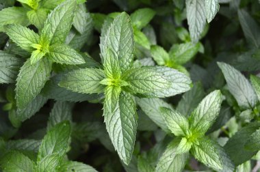 arka plan büyüyen nane yaprakları.