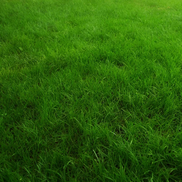 Фон зеленой травы — стоковое фото