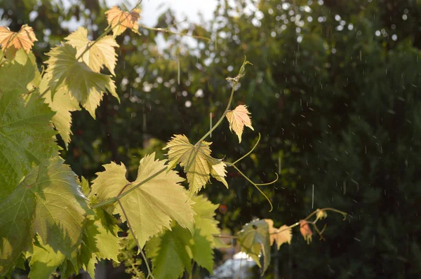 Winogron oddział w promieniach słońca w deszczu — Zdjęcie stockowe