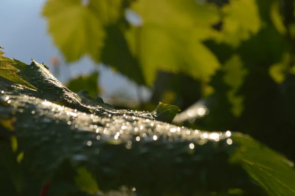 Виноградный лист с капельками дождя — стоковое фото