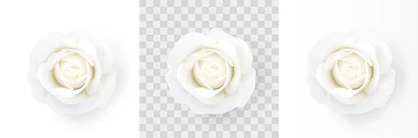 Rosa Blanca Primer Plano Una Delicada Flor Blanca Aislada Sobre — Vector de stock