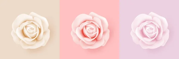 Rosas Con Diferentes Tonos Beige Rojo Rosa Aislamiento Una Delicada — Vector de stock