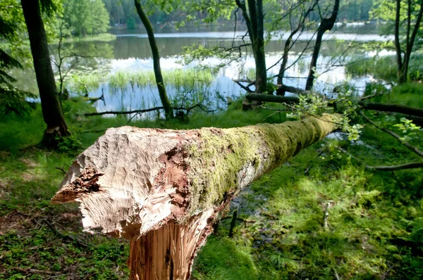 Beaver tracks — Stockfoto