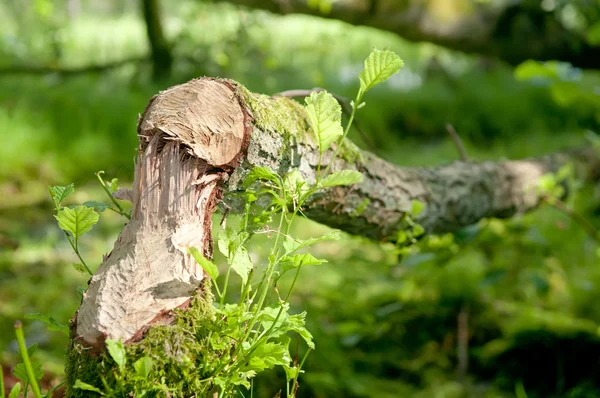 Bäver spår — Stockfoto