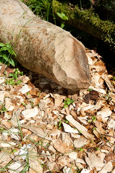 Beaver tracks — Stockfoto