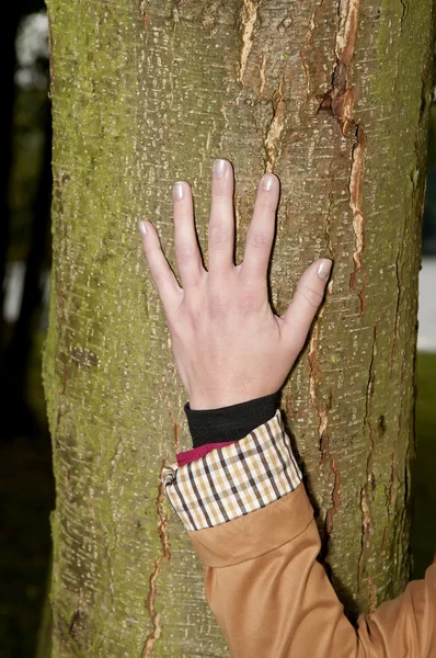 Hand raakt een boom — Stockfoto