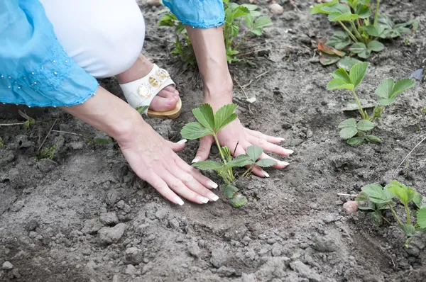 Woman hands planting — Stock Photo, Image