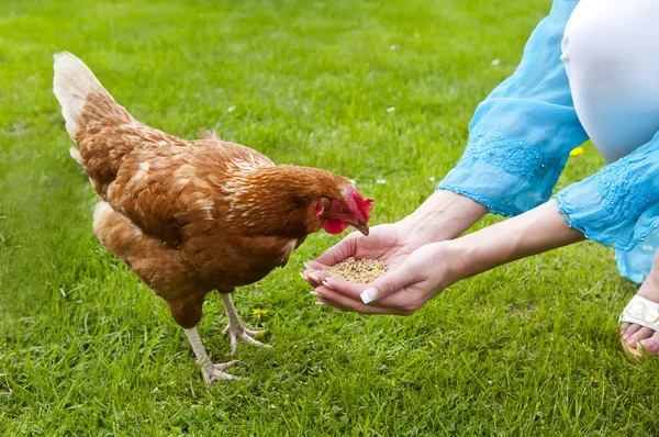 Feeding free range chicken — Stock Photo, Image