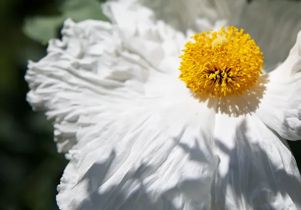 Fired Egg Flower Closer — Stock Photo, Image