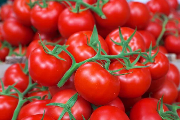 Wijnstok rode tomaten — Stockfoto