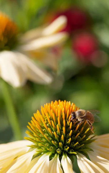 Bee working Echinacea flower — Stock Photo, Image