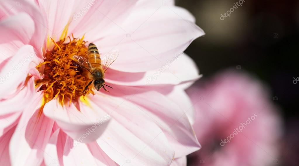 Bee on Pink Dahlia