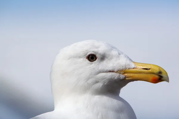 Seagull Profile Close Center — Stock Photo, Image