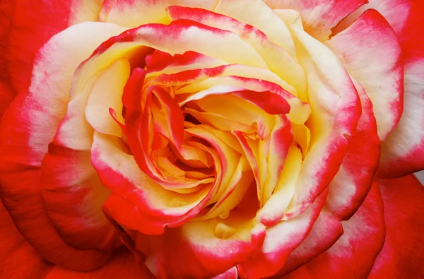 Yellow Pink Red Orange Rose Macro — Stock Photo, Image