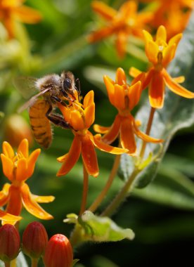 Bee working a Butterfly weed clipart